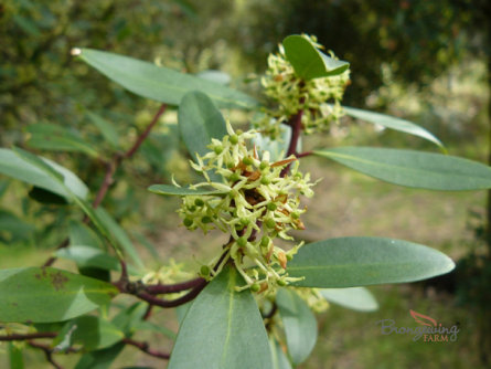 Female Tasmanian Mountain Pepper flowers