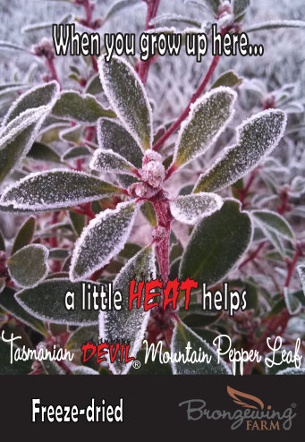 Mountain pepper leaf in a hard frost