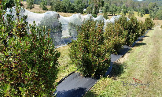 Weed matting and bird netting are essential